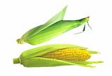 Tasty corn isolated on white background