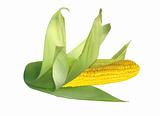 Sweet corn isolated on white background 