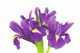 Violet iris flowers isolated on white