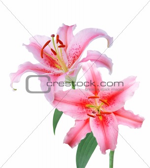 Pink lilies on white background