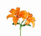 Orange lily isolated on white background 