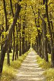 Footpath in beautiful autumn forest