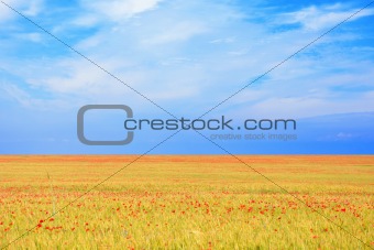 field of poppies and perfect sunset