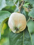 tasty quince with green leaves