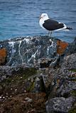 A bird on a rocks