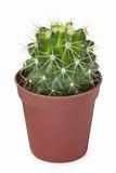 Cactus in pot isolated on white