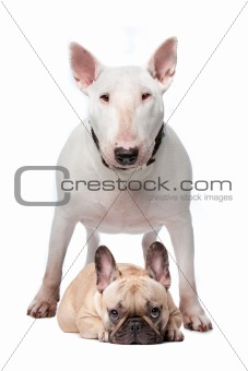 Bull terrier and French bulldog