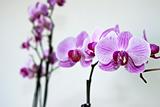 Phalaenopsis Orchidaceae