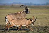 The Roan Antelope.