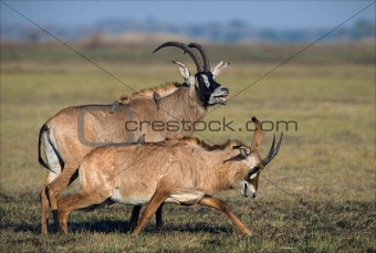 The Roan Antelope.
