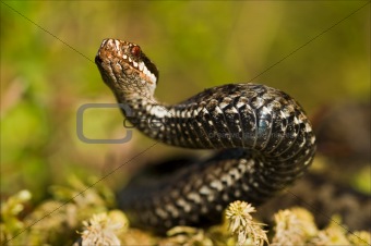 Snake in a menacing pose.