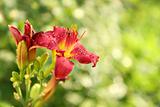 Red day lilies or Hemerocallis on green background