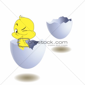 Yellow chicken in egg. Vector illustration
