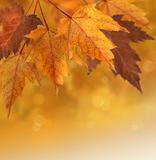 Autumn leaves with shallow focus background