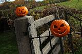 Two Halloween pumpkins sitting on fence