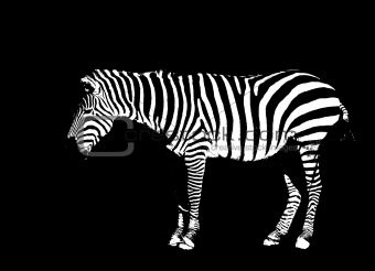 Zebra on black