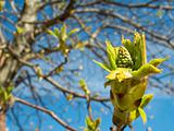 Chestnut tree buds and leaves in spring
