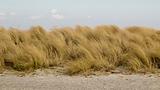 Beachgrass, Ammophila