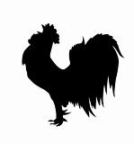 vector cartoon of the cock on white background