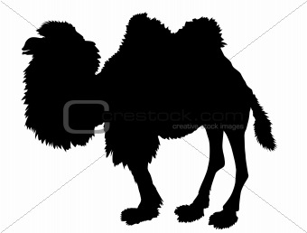vector silhouette of the camel on white background