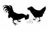 vector silhouette of the cock with hen on white background