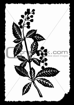vector drawing of the plant on white paper
