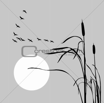 vector drawing flock geese on bulrush