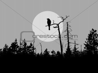 vector silhouette bird on tree