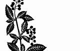 vector illustration sheet plants on white background