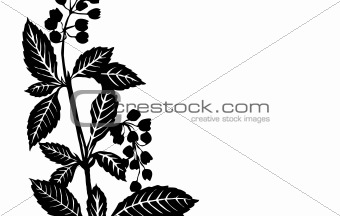 vector illustration sheet plants on white background