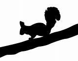 illustration of the squirrel on white background