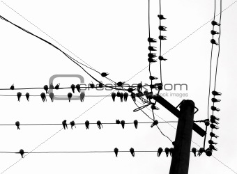 vector silhouette swallow on wire
