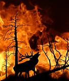 vector illustration of the deer running away from fire in wood