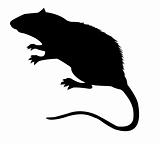 vector silhouette of the rat on white background