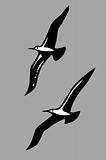 vector silhouettes of the sea birds