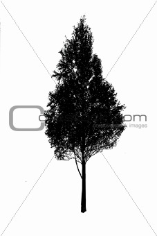 vector silhouette birch on white background
