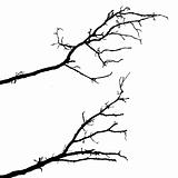 vector silhouette of the branch tree on white background