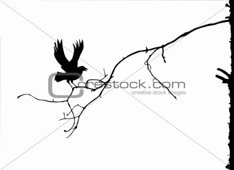 vector silhouette of the branch on white background