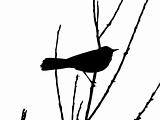 bird on branch amongst sheet