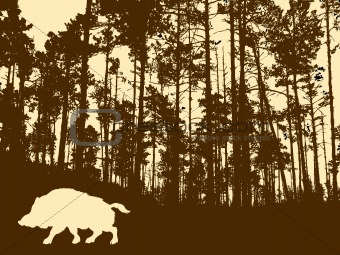 silhouette of the wild boar in thick wood