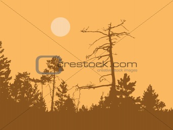 vector silhouette dry tree in wild wood