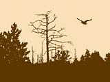 silhouette old wood on brown background