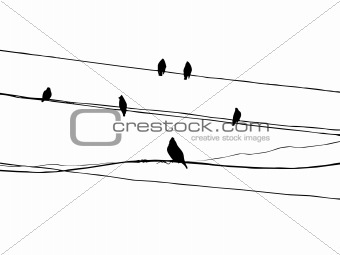 birds to waxwings on wire