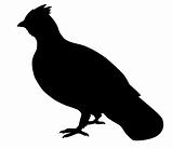 vector silhouette of the hazel hen on white background