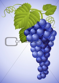 cluster of blue grape with green leaf
