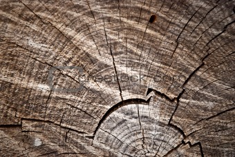 Old pine tree cut texture
