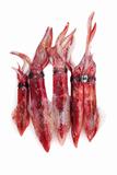 fresh squid Loligo vulgaris seafood catch