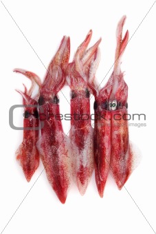 fresh squid Loligo vulgaris seafood catch