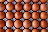 eggs rows pattern box food background