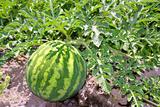 agriculture watermelon field big fruit water melon
